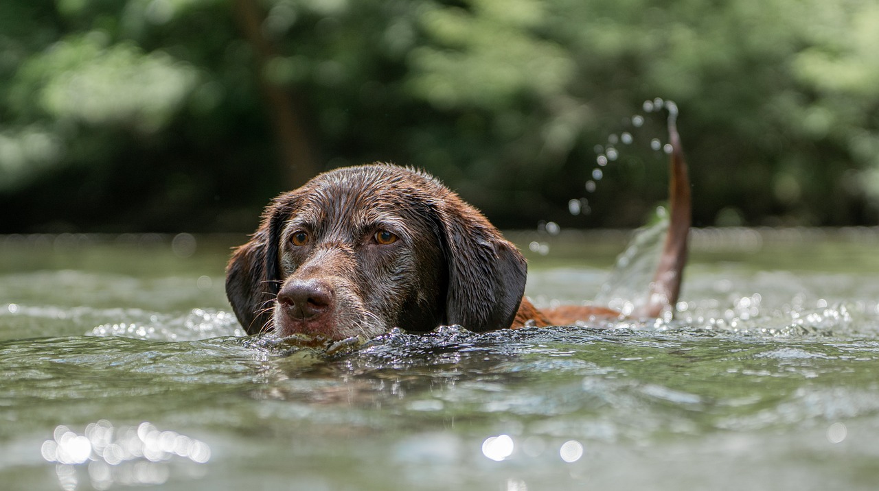 Tips for Finding Pet-Friendly Transportation Options